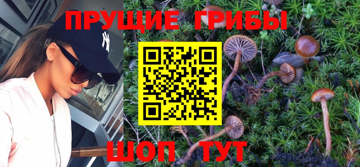 Псилоцибиновые грибы GOLDEN TEACHER  Псилоцибиновые грибы Cubensis  Камышлов  Вход с VPN 